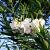 Nerium Oleander Wit  Pot 40 Liter 150 - 175 cm