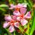 nerium oleander roze  Pot 40 Liter 150 - 175 cm