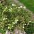 Potentilla tridentata 'Nuuk' Pot 9 cm