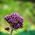 Eupatorium cannabinum 'Plenum' Pot 9 cm