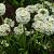 Primula dent. 'Alba' Pot 9 cm