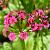 Primula japonica 'Miller's Crimson' Pot 9 cm