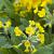 Primula veris Pot 9 cm