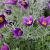 Pulsatilla vulgaris Pot 9 cm