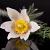 Pulsatilla v. 'Alba' Pot 9 cm