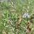 Rosmarinus officinalis Pot 9 cm