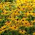 Rudbeckia f. 'Little Goldstar' Pot 9 cm