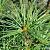 Sciadopitys verticillata Pot 5 Liter 30 - 40 cm