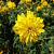 Rudbeckia laciniata 'Goldquelle' Pot 9 cm