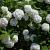 Viburnum opulus Pot 10 liter 60 - 80 cm
