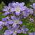 Campanula lactiflora Pot 9 cm