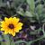 Rudbeckia nitida 'Herbstsonne' Pot 9 cm