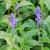 Salvia nem. 'Amethyst' Pot 9 cm