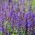 Salvia nem. 'Mainacht' Pot 9 cm
