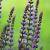 Salvia nem. 'Ostfriesland' Pot 9 cm