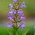 Salvia off. 'Berggarten' Pot 9 cm