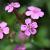 Saponaria ocymoides Pot 9 cm