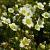 Saxifraga (A) 'Schneeteppich' Pot 9 cm