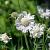 Scabiosa cauc. 'Alba' Pot 9 cm