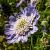 Scabiosa cauc. 'Perfecta' Pot 9 cm