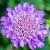 Scabiosa col. 'Butterfly Blue' Pot 9 cm
