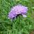 Scabiosa col. 'Pink Mist' Pot 9 cm