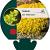 Sedum acre 'Yellow Queen' Pot 9 cm