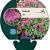 Sedum 'Carl' Pot 9 cm