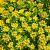Sedum flor. 'Weihenstephaner Gold' Pot 9 cm
