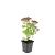 Sedum 'Herbstfreude' Pot 9 cm