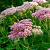 Sedum 'Herbstfreude' Pot 9 cm