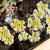 Sedum spathulifolium 'Cape Blanco' Pot 9 cm