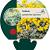 Sedum spathulifolium 'Cape Blanco' Pot 9 cm