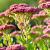 Sedum spectabile 'Brillant' Pot 9 cm