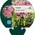 Sedum spectabile 'Brillant' Pot 9 cm