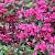Sedum spurium 'Schorbuser Blut' Pot 9 cm