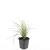 Sesleria autumnalis Pot 9 cm