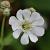 Silene u. 'Weisskehlchen' Pot 9 cm