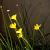 Sisyrinchium californicum Pot 9 cm