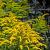 Solidago 'Goldkind' Pot 9 cm