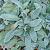 Stachys byzantina Pot 9 cm