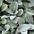Stachys byzantina 'Silver Carpet' Pot 9 cm