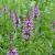 Stachys palustris Pot 9 cm