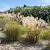 Stipa gigantea Pot 9 cm
