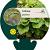 Tellima grandiflora Pot 9 cm