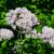 Thalictrum aquilegifolium Pot 9 cm
