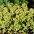 Thymus citriod. 'Aureus' Pot 9 cm