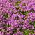 Thymus praecox 'Coccineus' Pot 9 cm
