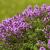 Thymus praecox 'Purple Beauty' Pot 9 cm