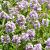 Thymus serpyllum Pot 9 cm